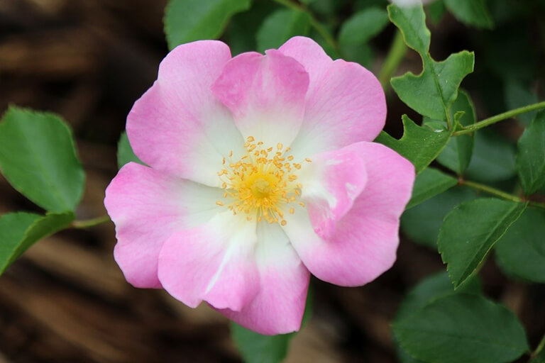 四季の庭の花の写真01