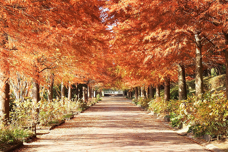 四季の庭の花の写真02