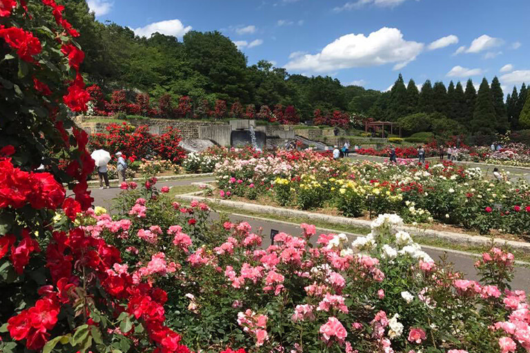 施設紹介 ばら園 はりちゅう 兵庫県立播磨中央公園 施設紹介 ばら園 はりちゅう 兵庫県立播磨中央公園