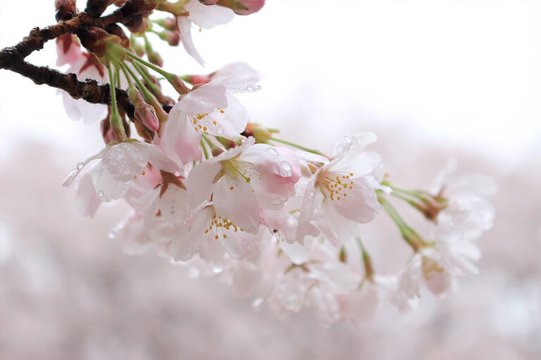 桜の写真