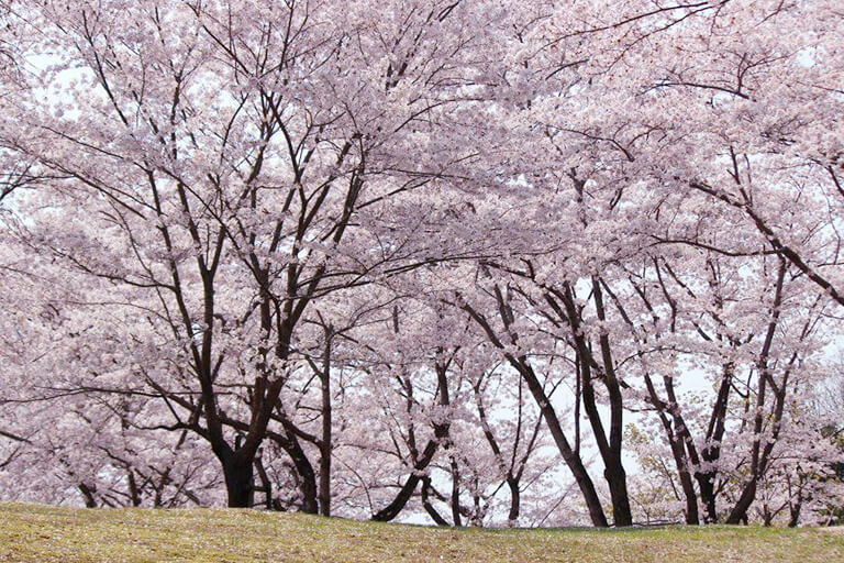 桜の園の風景