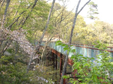 キャノピーウォークの風景