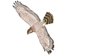 ̃CXg