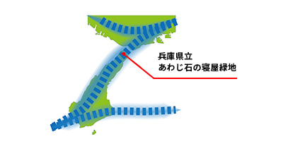 渡りのルート想定図(イラスト)